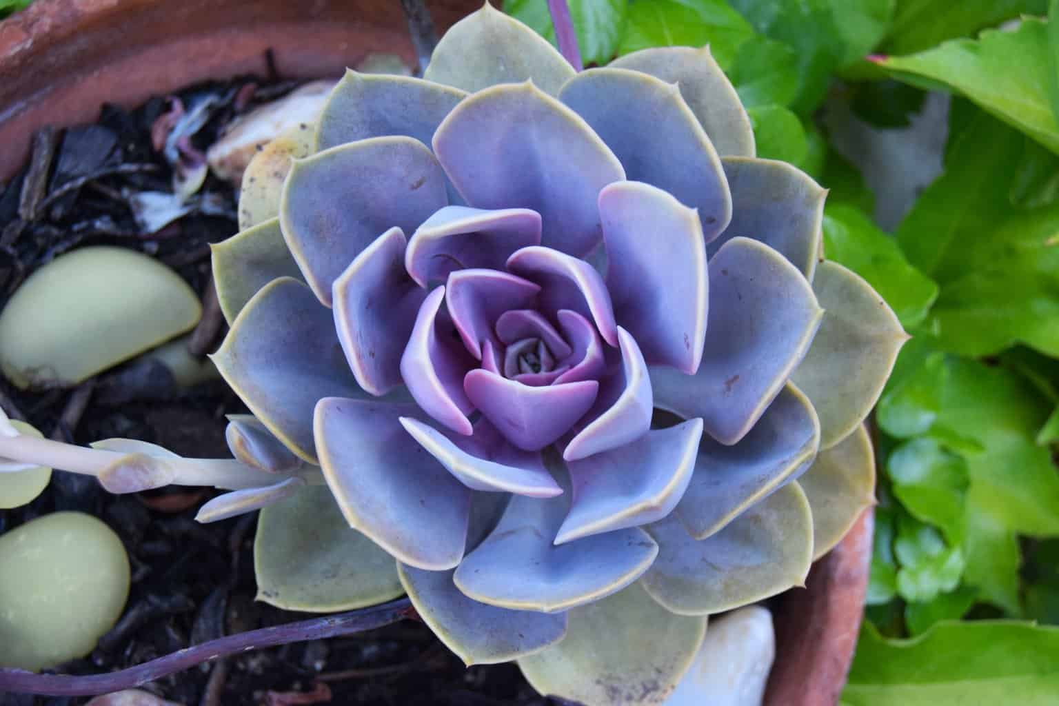 Blau & lila succulent blume samen for anpflanzung