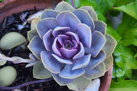 Blau & lila succulent blume samen for anpflanzung
