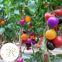 Blue berries tomatoes wachsend on pflanze