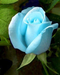 Sky blau roses wachsend in decorative töpfen
