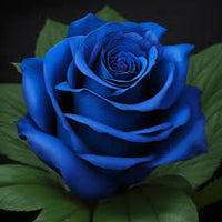 Blau rose blume samen for garten anpflanzung