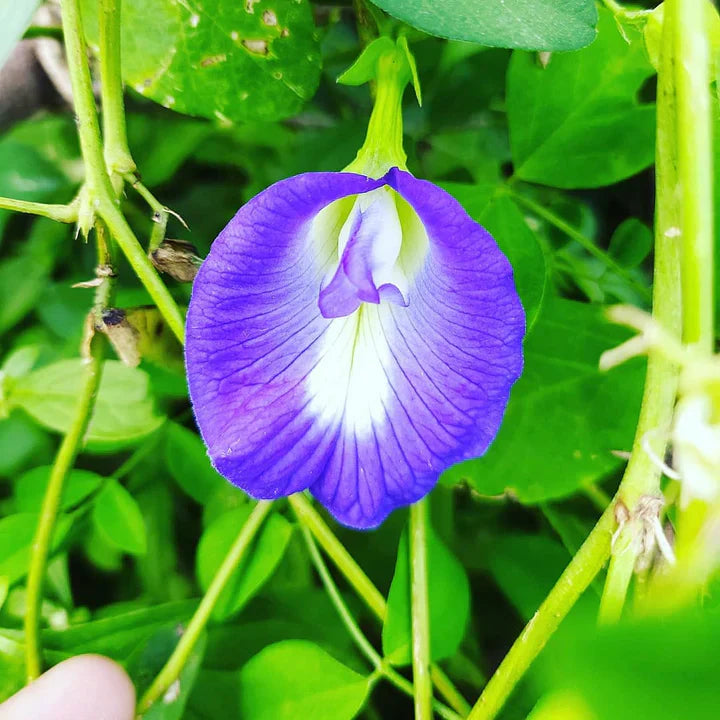 Blau shankam blume samen for anpflanzung