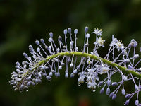 Merwilla Blumensamen zur Aussaat Halbschatten verträglich Traditionssorte & ohne Gentechnik Samen Hausgarten