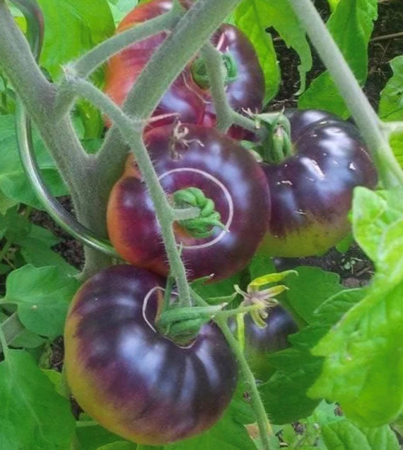 Blue tomato pflanze flowers in bloom