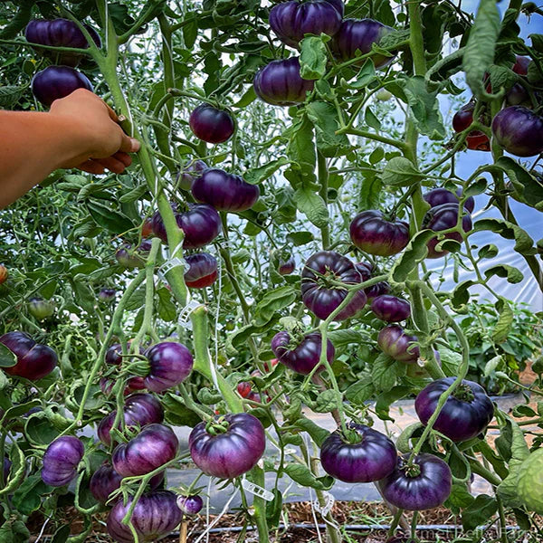 Ripe blue tomatoes on the vine