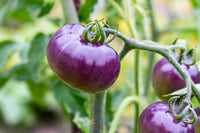 Freshly harvested blue tomatoes aus garten