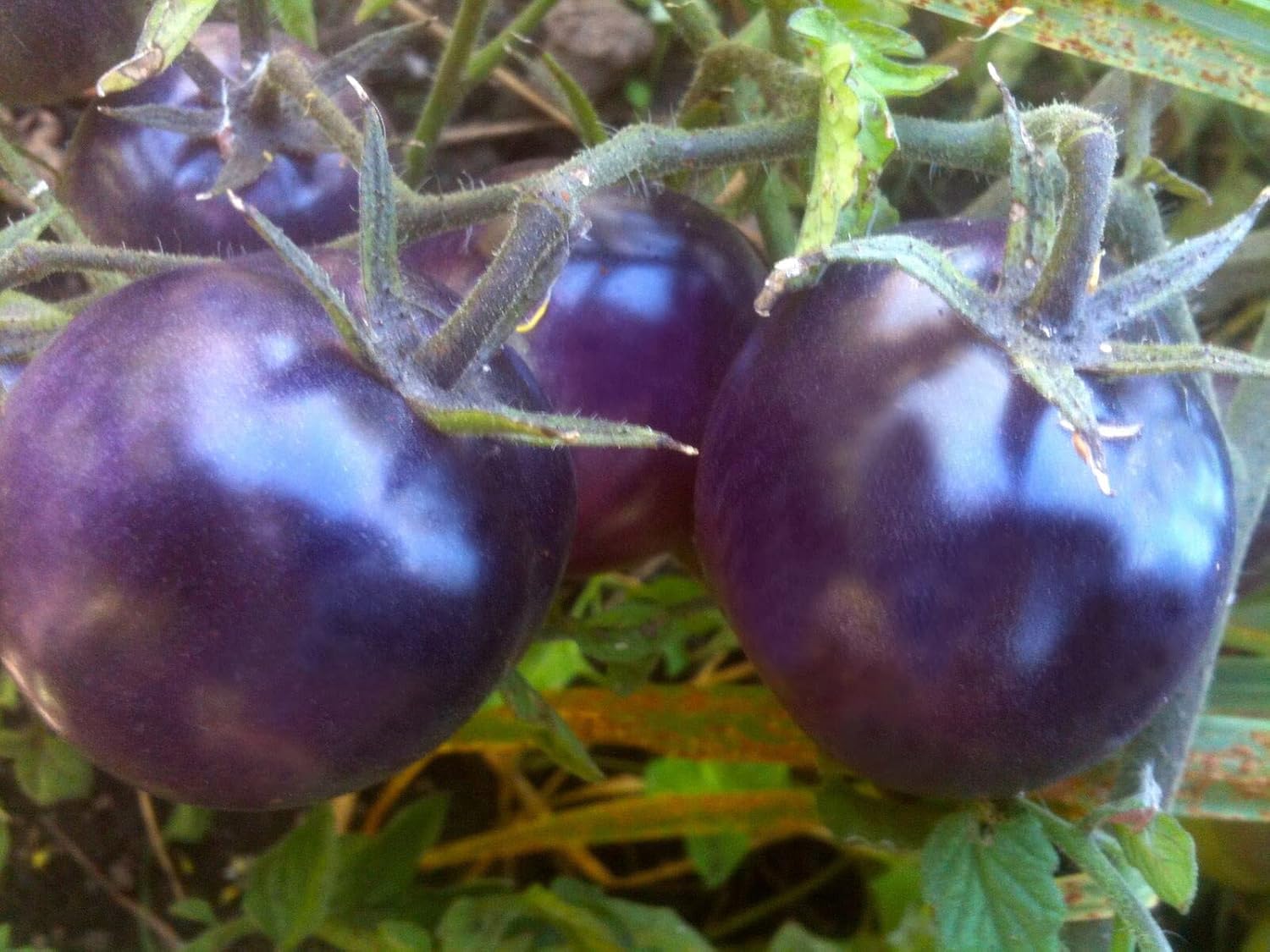 Mature blue tomato pflanze with grüne foliage