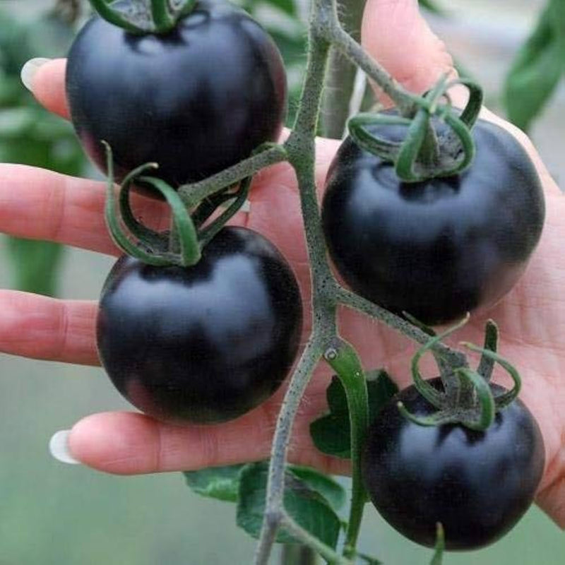 Blue tomato samen für aussaat
