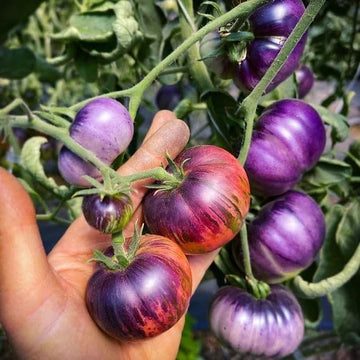 Blue tomato samen für home gemüse garten aussaat