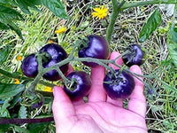 Blue cherry tomatoes wachsend on pflanze