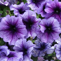 hell Violett gefüllt Petal Petunie Samen – Traditionssorte ohne Gentechnik duftend Blumen Hausgarten