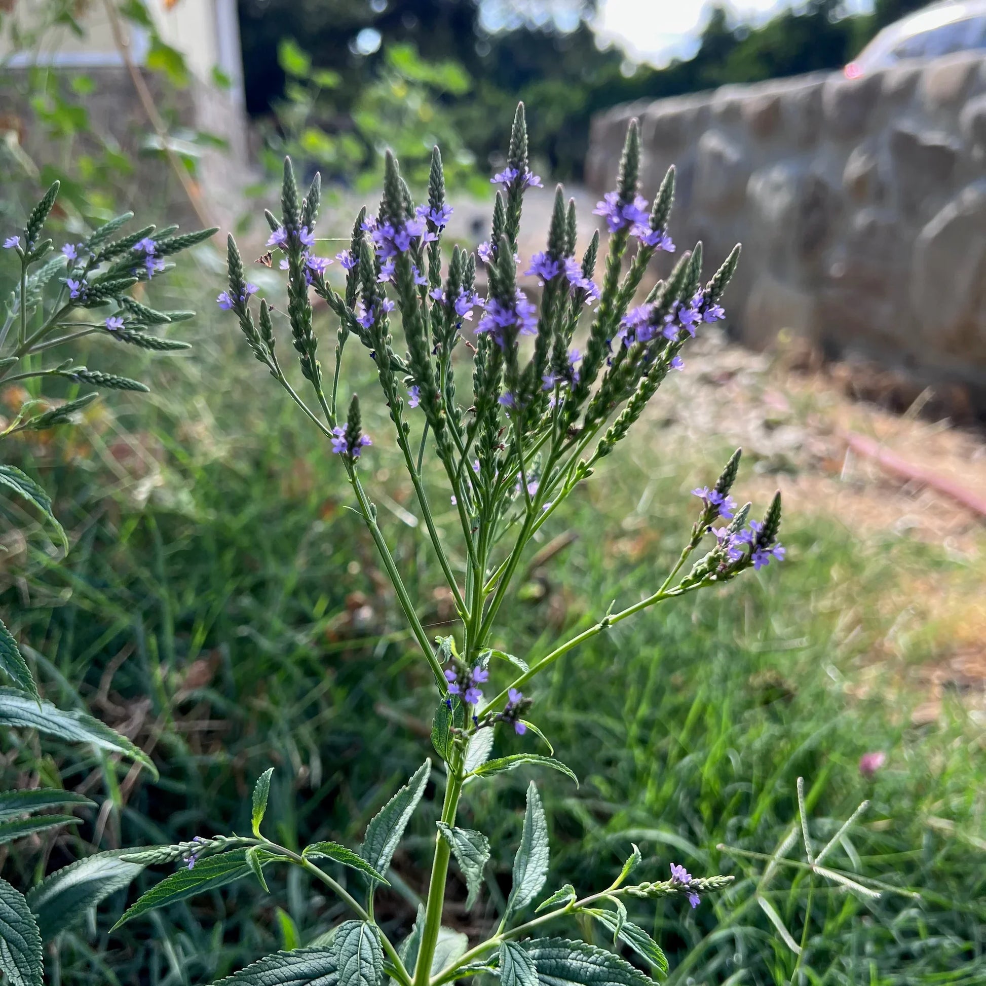 Verbena seedlings wachsend in containers