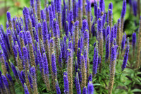 Packet of Blue Bouquet Veronica Samen for Aussaat