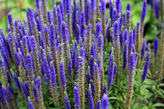 Packet of Blue Bouquet Veronica Samen for Aussaat