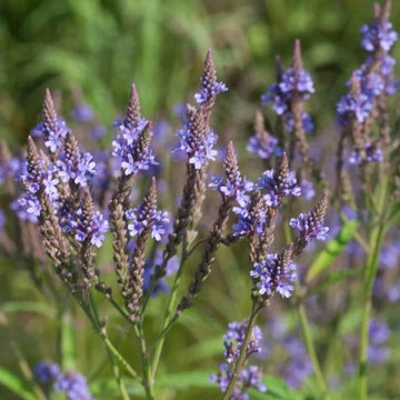 Blau vervain flowering samen for anpflanzung