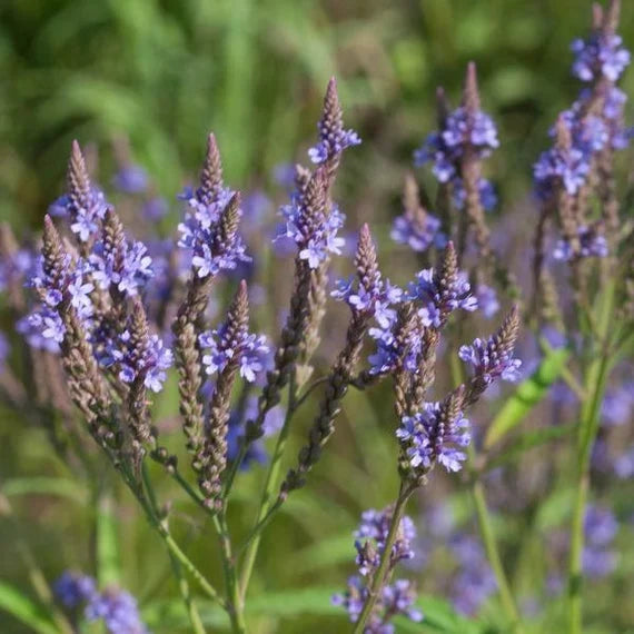 Blau vervain flowering samen for anpflanzung