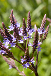 Blau Vervain Blumensamen zur Aussaat leuchtend Blüten Traditionssorte & ohne Gentechnik Samen Hausgarten