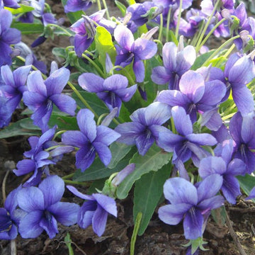 Blau viola mandshurica blume samen for anpflanzung