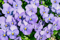Violett Sommerflieder Blumensamen zur Aussaat – Anzucht – Traditionssorte & ohne Gentechnik Samen Hausgarten