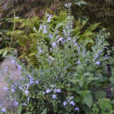 Blue-violet Skullcap Blumen blooming