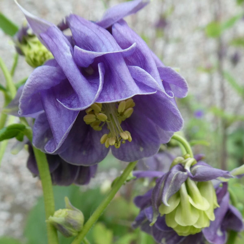 Blau and weiß aquilegia blume samen for anpflanzung
