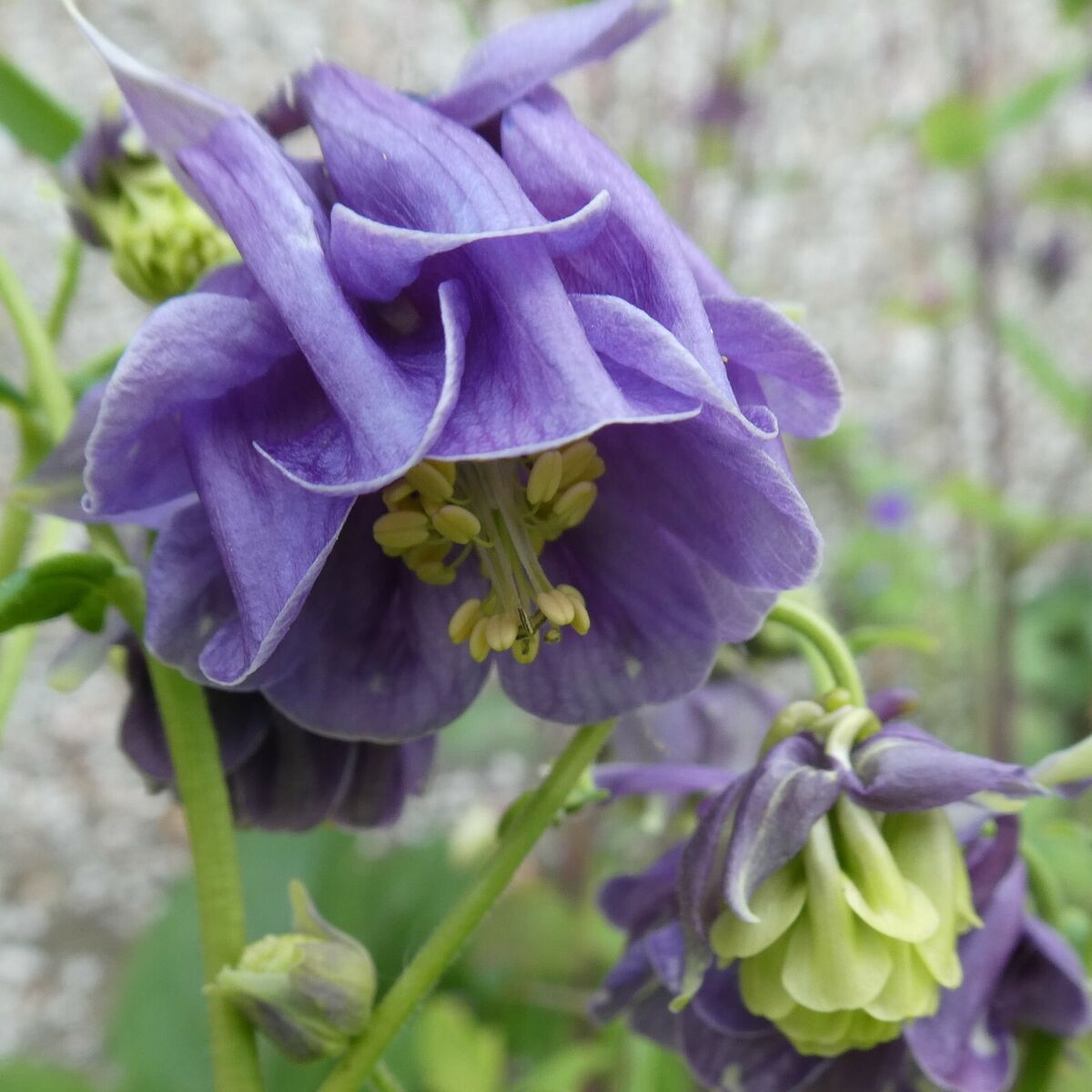 Blau and weiß aquilegia blume samen for anpflanzung