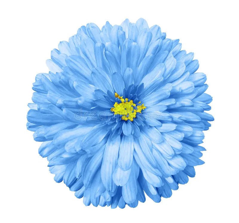 Classic blau and weiß aster samen