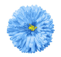 Classic blau and weiß aster samen