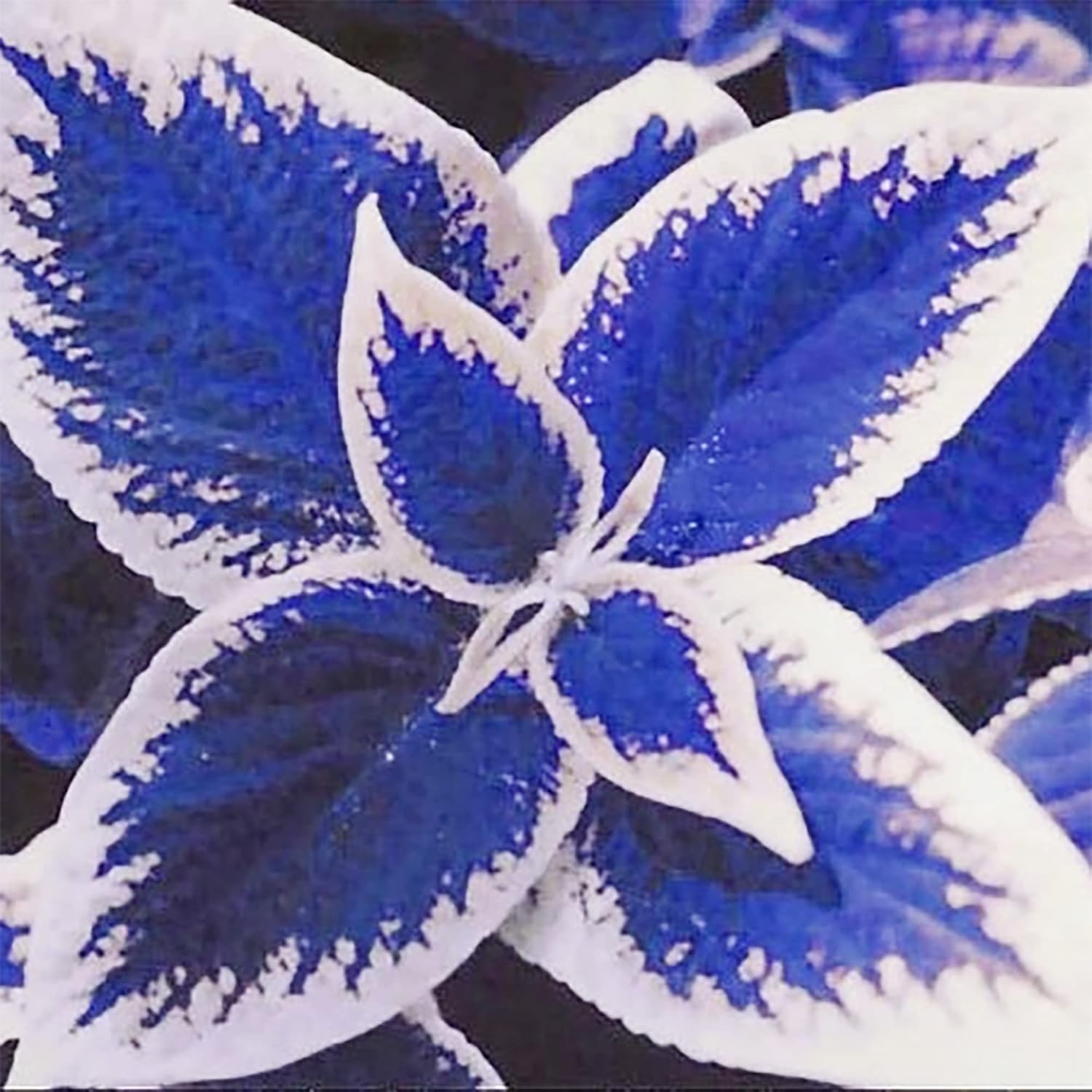 Blau and weiß coleus samen for anpflanzung