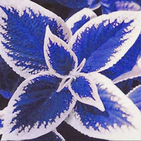 Blau and weiß coleus samen for anpflanzung