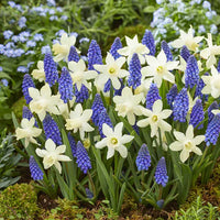 Bi-color blau and weiß daffodils samen for vibrant spring blooms