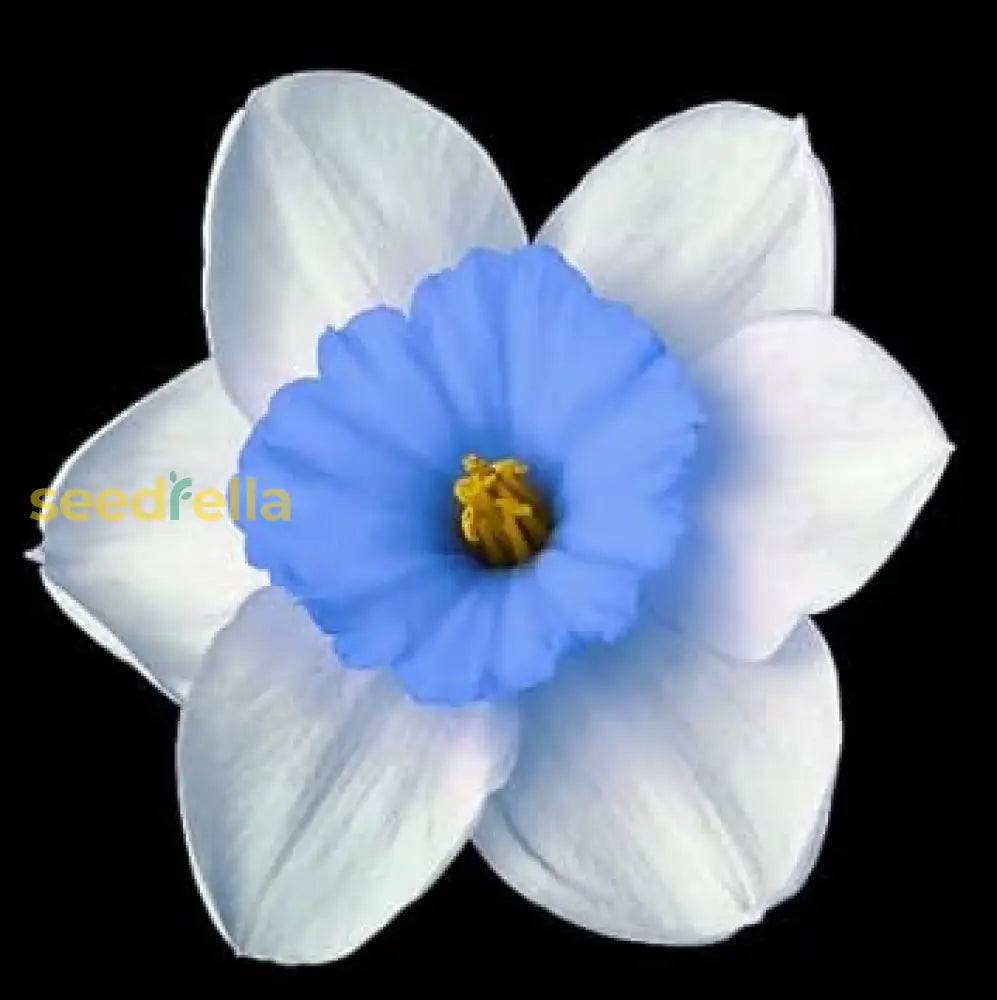 Blau and weiß daffodils blume samen for anpflanzung premium samen