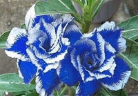 Blau and weiß desert rose blumen for töpfen and gardens