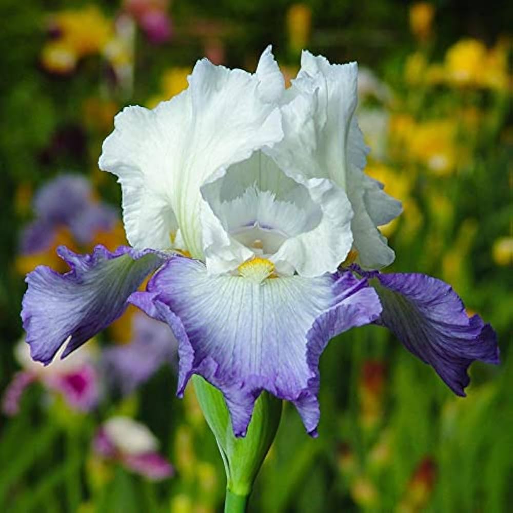 Blau and weiß gladiolus blume samen for garten anpflanzung