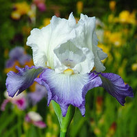 Blau and weiß gladiolus blume samen for garten anpflanzung