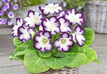 Blau and weiß gloxinia blume samen for anpflanzung