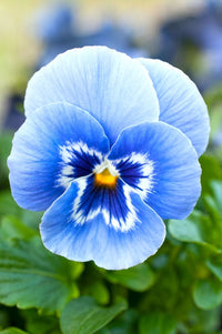Blau and weiß pansy blumen blooming in a sunny garten
