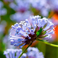 Blue Surprise Woodruff Anbau in Garten Border and Rock Garten