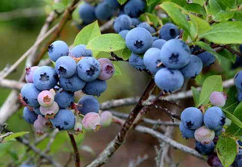 Graines de myrtille pour une plantation facile