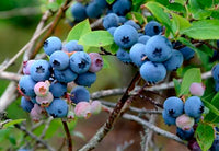 Blaubeere Samen für einfaches Anpflanzen