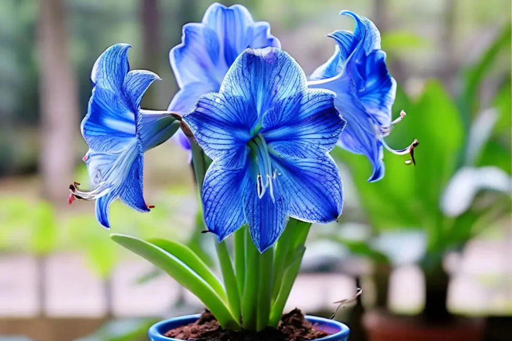 Blau Hippeastrum Blumensamen zur Aussaat – robust Sorte – Traditionssorte & ohne Gentechnik Samen Hausgarten