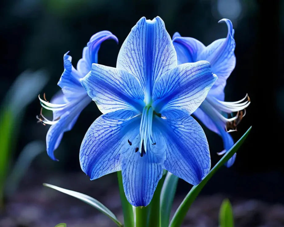 Blau Hippeastrum Blumensamen zur Aussaat – robust Sorte – Traditionssorte & ohne Gentechnik Samen Hausgarten