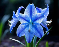 Blau Hippeastrum Blumensamen zur Aussaat – robust Sorte – Traditionssorte & ohne Gentechnik Samen Hausgarten