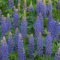 Himmelblau Lupine Blumensamen zur Aussaat – saisonal Dauerblüher – Traditionssorte & ohne Gentechnik Samen Hausgarten