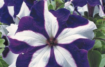 Weiß blau star petunia blume samen for anpflanzung - vibrant colors, heirloom & gmo free samen for home garten
 
 sale for anpflanzung in home garten