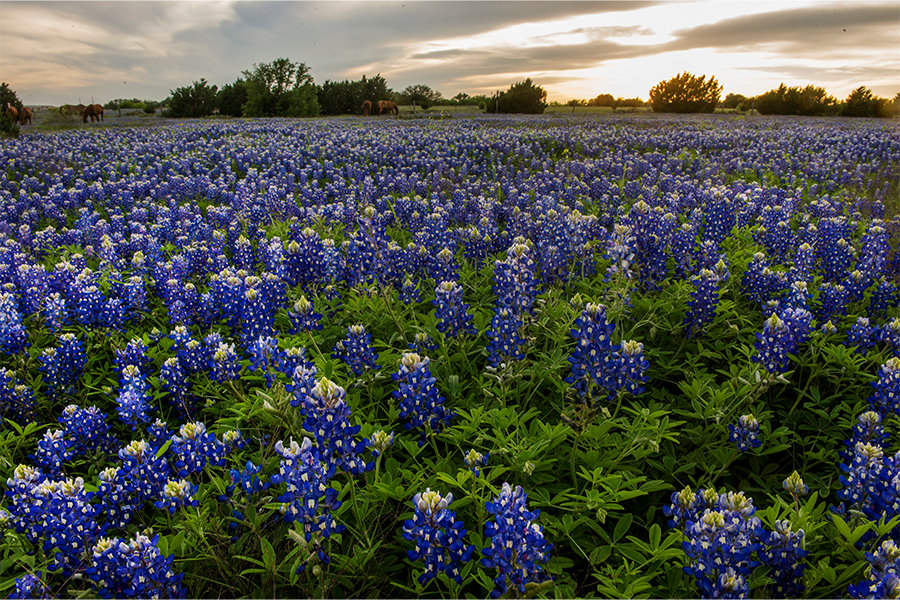 Texas Bluebonnet Blumensamen zur Aussaat leuchtend Blau Blüten für Ihren Garten