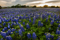 Bluebonnet Samen zur Aussaat: Anzucht Blumen