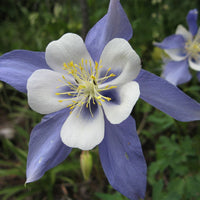 Akelei Blumensamen zur Aussaat – Garten beliebt – Traditionssorte & ohne Gentechnik Samen Hausgarten