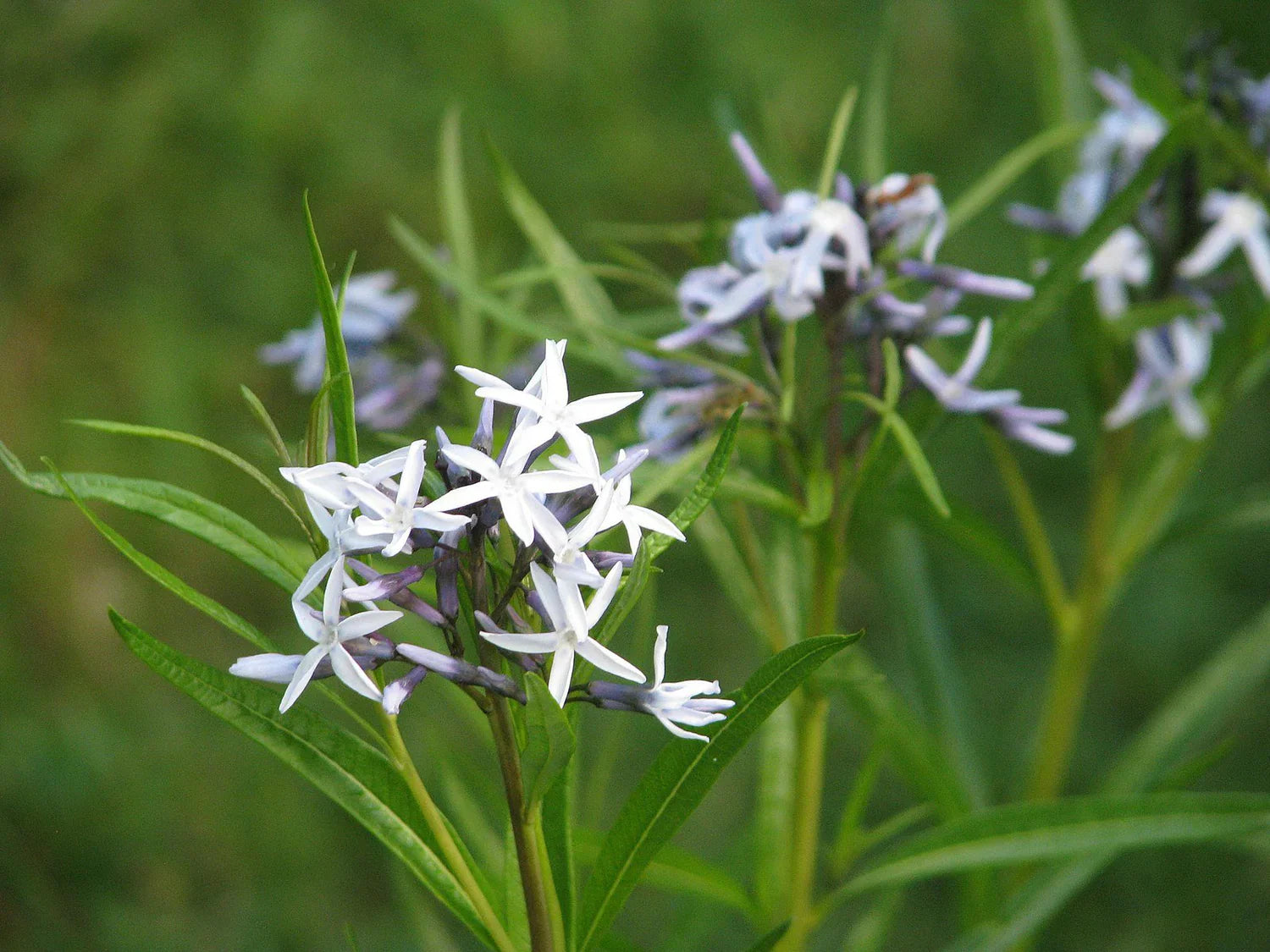 Golden fall foliage of amsonia hubrichtii bluestar