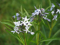 Golden fall foliage of amsonia hubrichtii bluestar